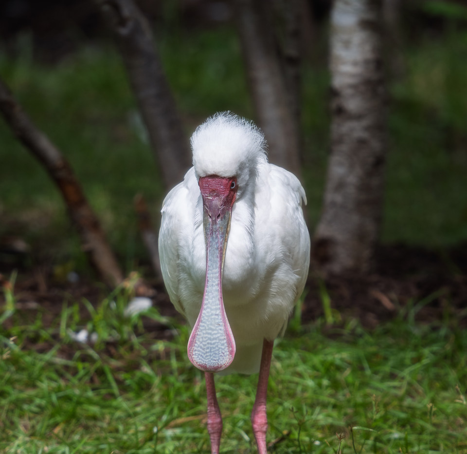 African spoonbill