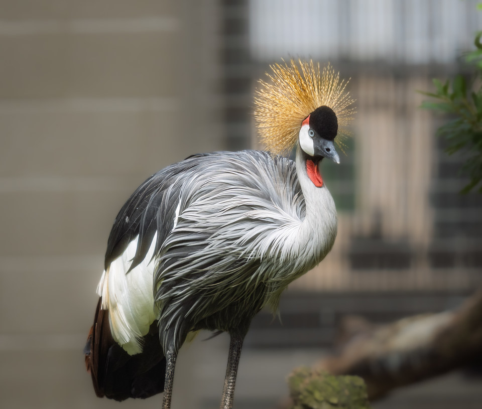 Grey crowned crane