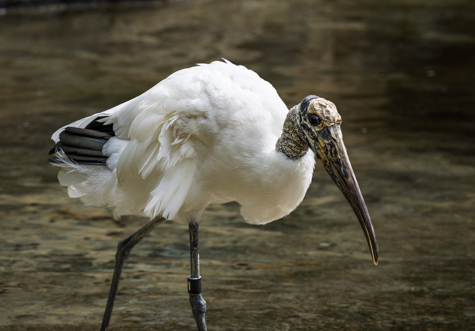 Wood stork