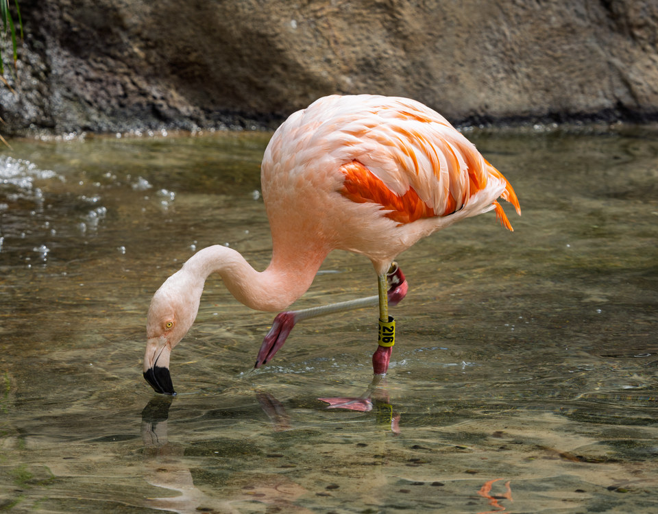 Chilean flamingo
