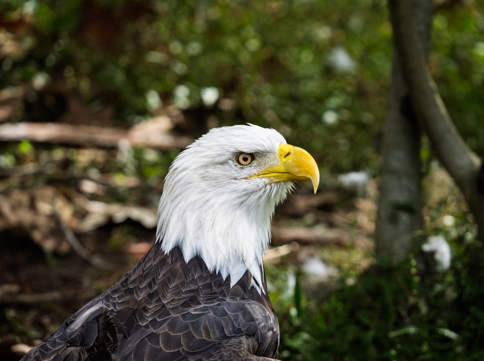 Bald eagle