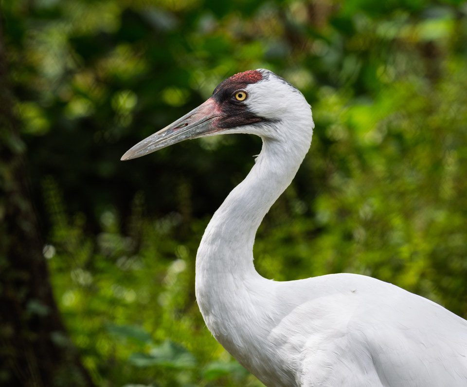 Crane
