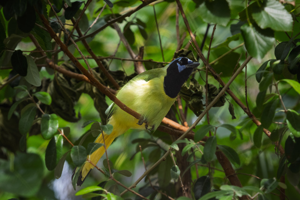 Green jay