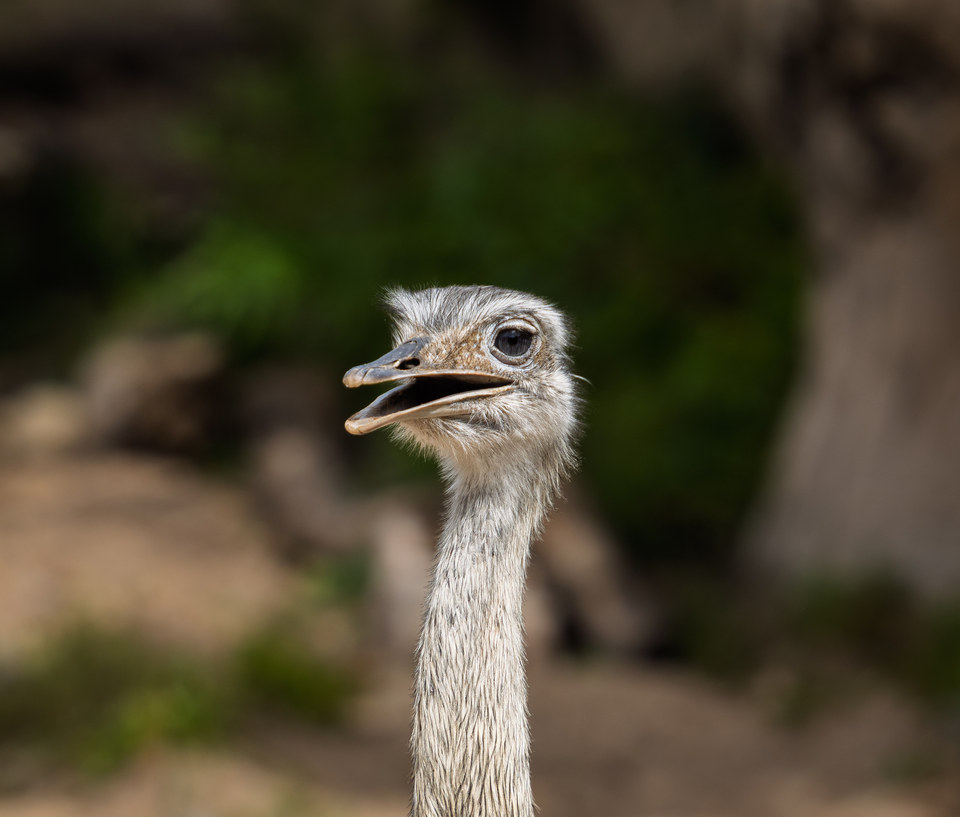 Greater rhea