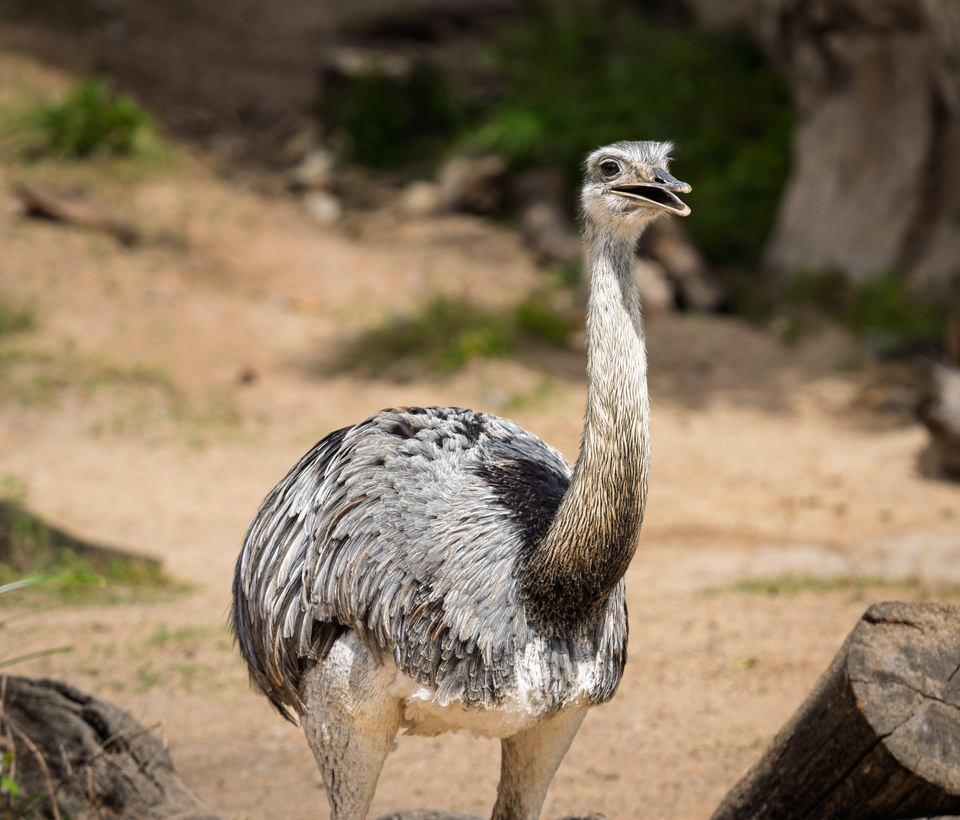 Greater rhea