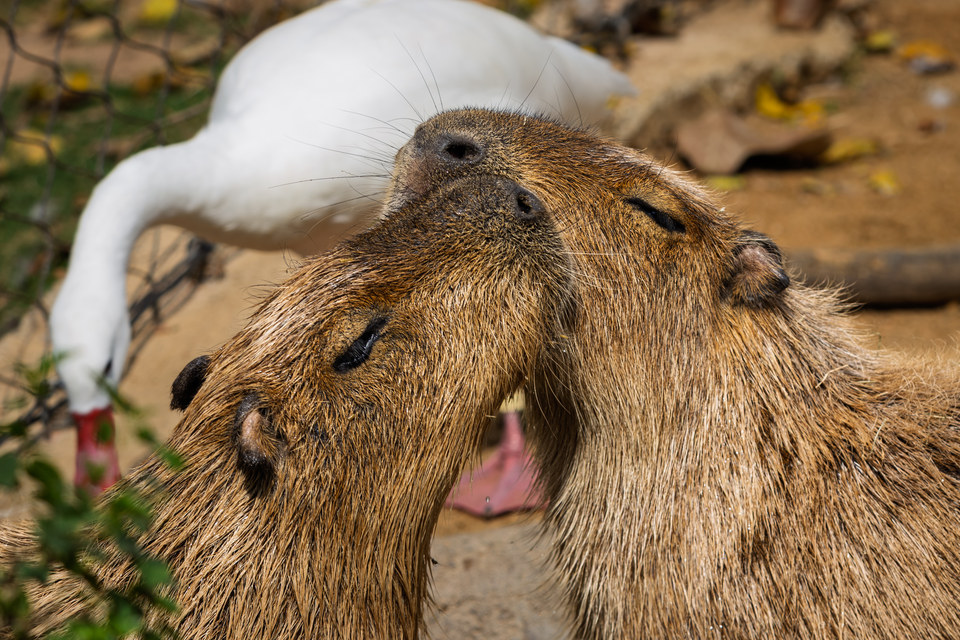 Capybaras