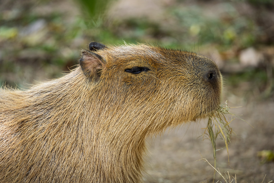Capybara