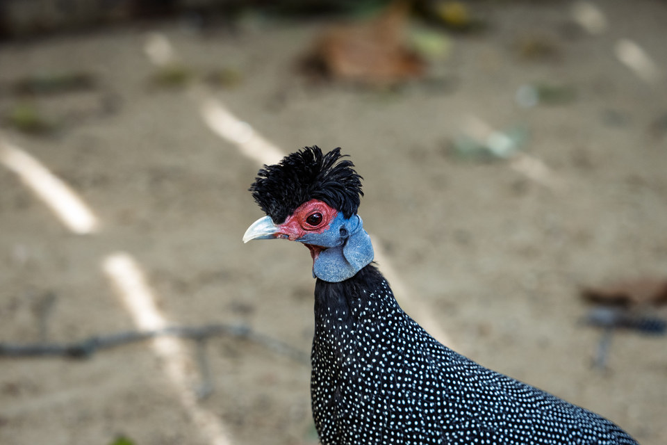 Crested guineafowl