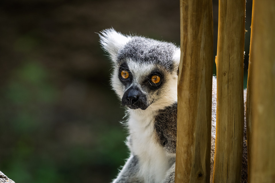 Ring-tailed lemur