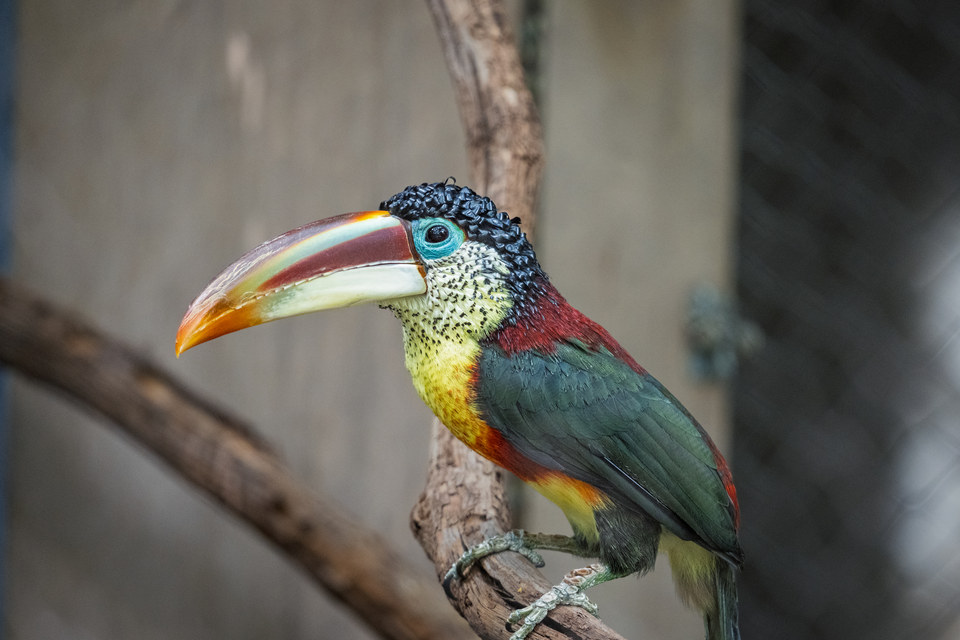 Aracari